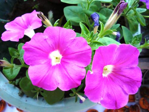 最適合花箱種植的花，不僅好看，養(yǎng)護(hù)也很方便！